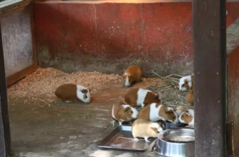 How Can You Create a Safe and Comfortable Habitat for Guinea Pigs?