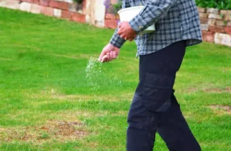 What Are the Best Tips for Lawn Care During Summer?
