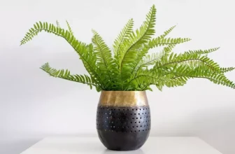 What Are the Signs Your Indoor Plants Need Attention?