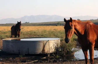 What Are the Best Water Troughs for Horses?