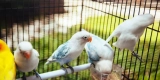What Are the Essential Supplies for a New Pet Bird?