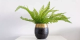 What Are the Signs Your Indoor Plants Need Attention?
