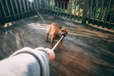 What Are the Must-Have Essentials for a New Dog?